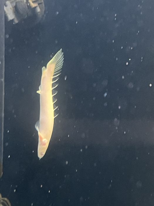 Polypterus senegalus albino