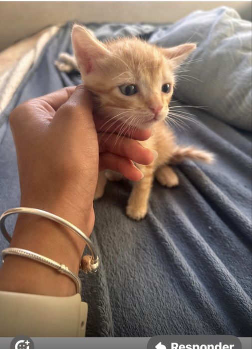 Gatinhos bebes muito pequenos