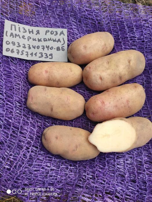 Картопля з минулого. Сорт "Американка"(Пізня Роза)