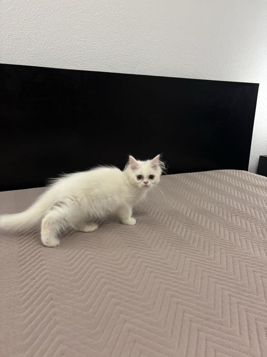 Gatinha persa meiga e pura