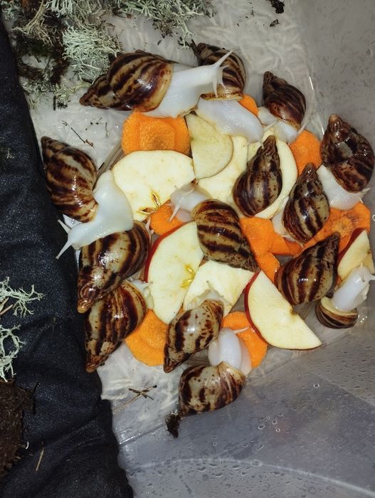 Ахатина Ретекулята Альбіно