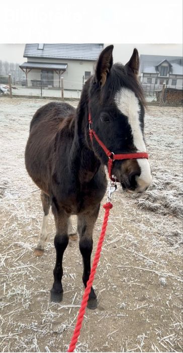 Sprzedam  ogierka lub zamiana