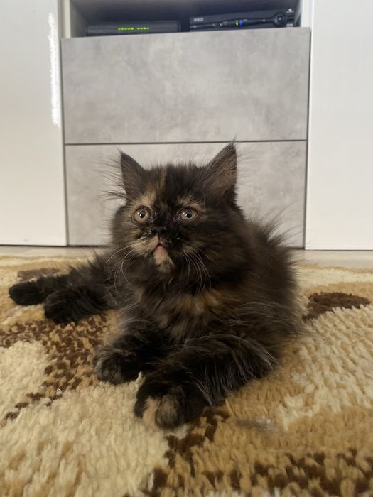 Gatinha persa tartaruga