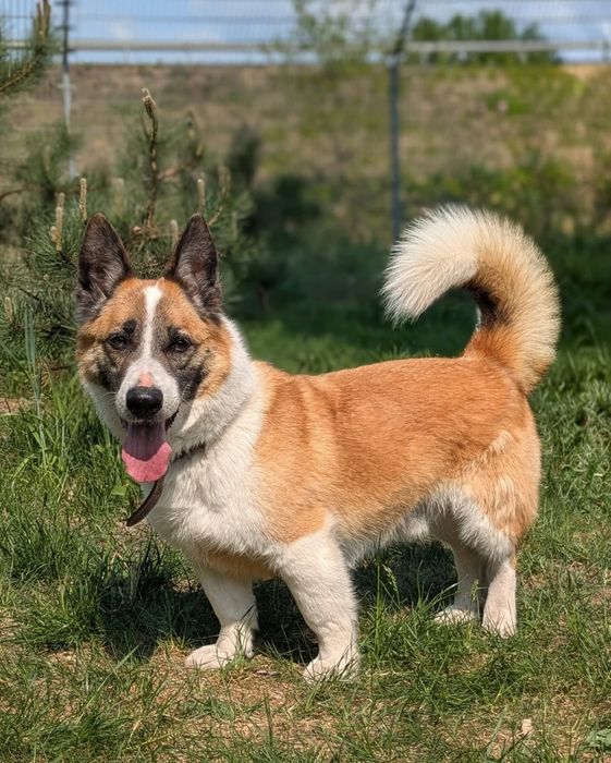 Zefir w typie corgi