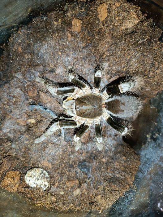 Hysterocrates Gigas