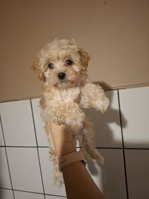 Maltipoo pudel miniaturowy/maltańczyk