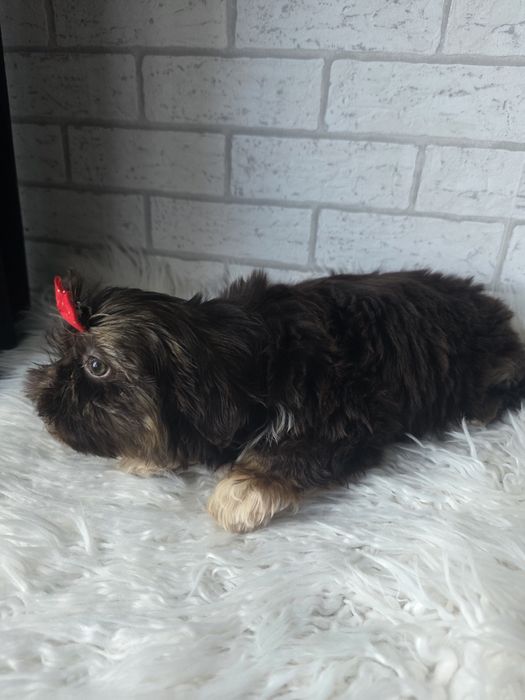 Shih Tzu 2,5msc Czekolada