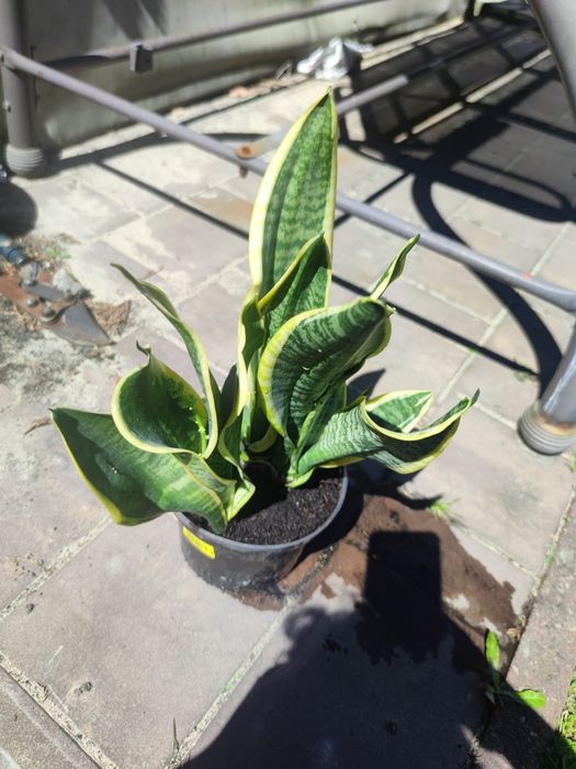 * Sanseveria *Języki teściowej*