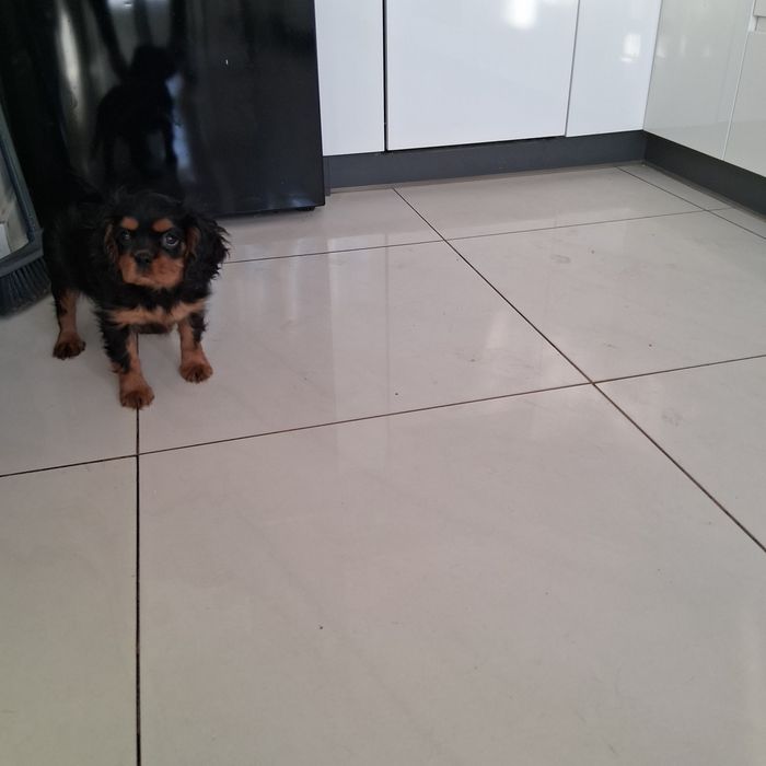 Śliczny Piesek  Cavalier Spaniel z Rodowodem