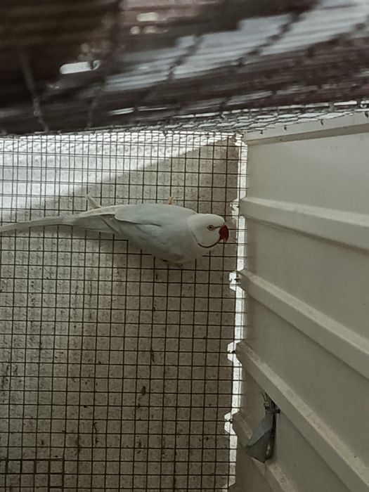 Casal reprodutores e aves adultas