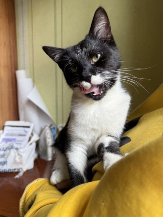 Кошеня, котеня, котенок, котик, киця, кицюня, кітка, кіт