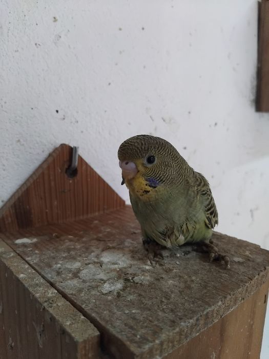 Vendo ou  troco por outras aves no meu interesse