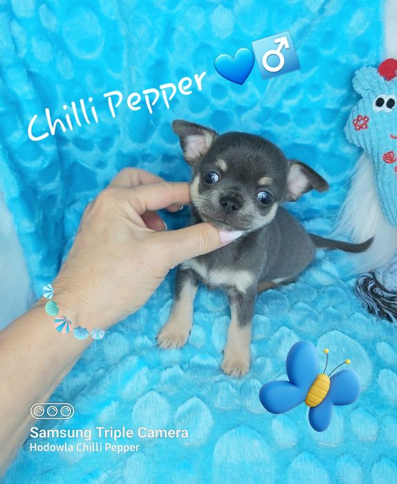 Przepiękny niebieski piesek chihuahua  BLUE