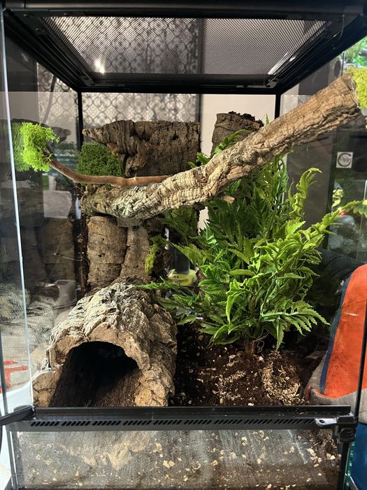 Terrarium na zamowienie.