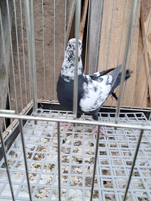 Tygrys gołąb pocztowy