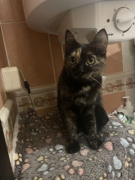 Кошеня 9 міс