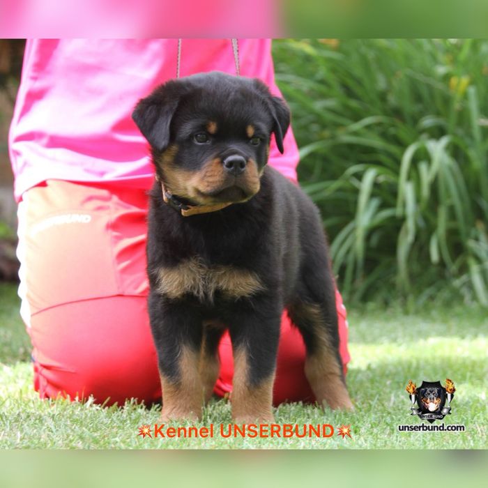 Елітний хлопчик ротвейлер – шоу-клас, преміум рівень