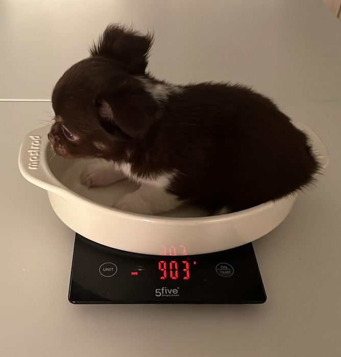 Chihuahua pelo longo