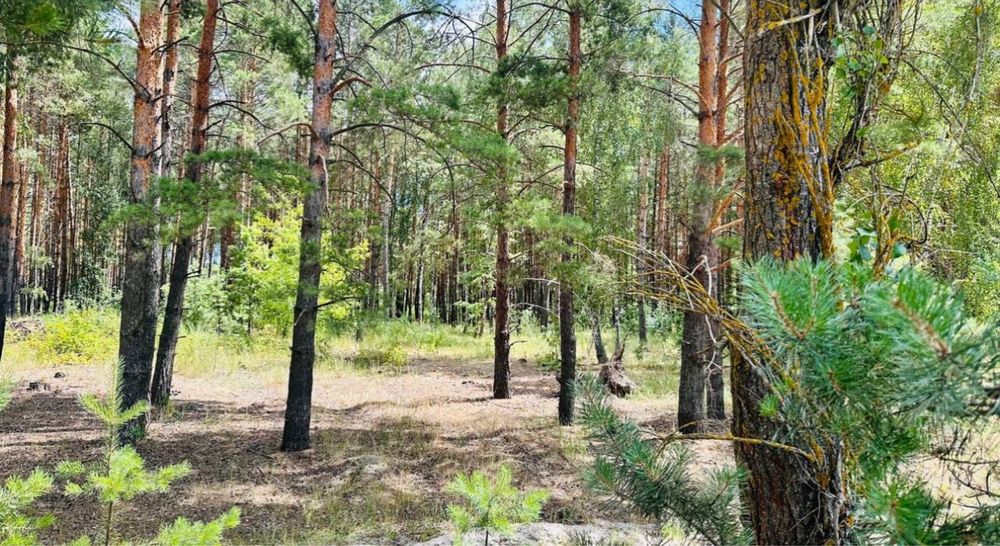 Земля в лісі біля озера 1 га під садівництво! Дружня