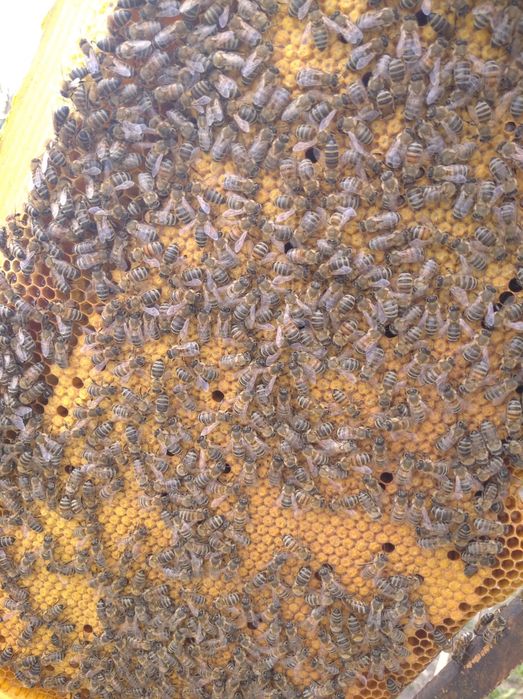 Продам бджолопакети. Карніка.Бджоли.Бджолосімї.