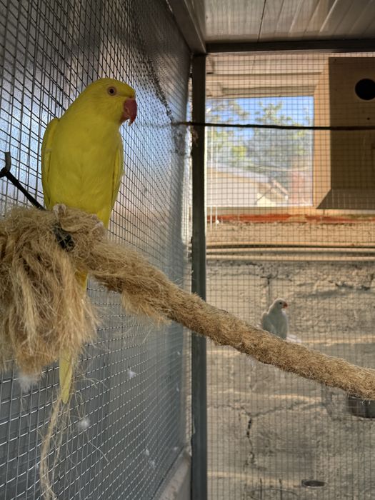 Vendo lote de aves ou troco