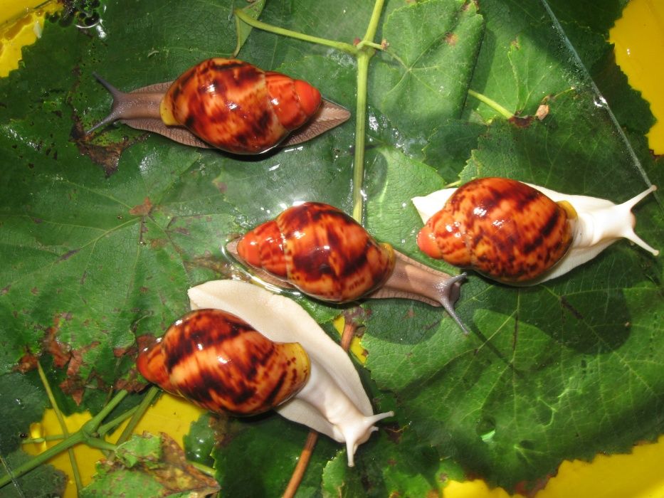 АкроСутики Улитки сухопутные от 100