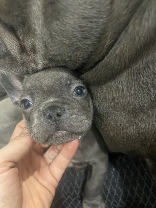 Filhote de Bulldog Francês - Blue