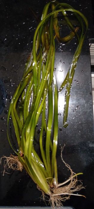 Vallisneria Gigantea