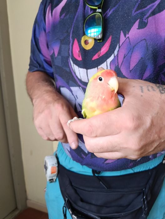 Vendo caturras e rosicolli, domesticados e selvagens