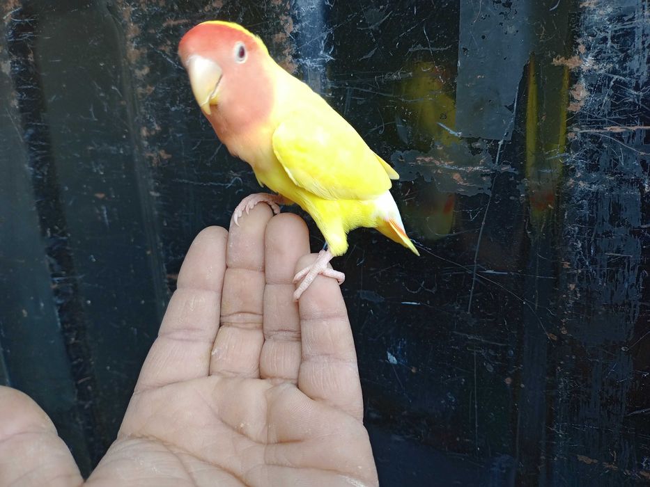 Vendo rossicoolis criados a mão meiguinhos