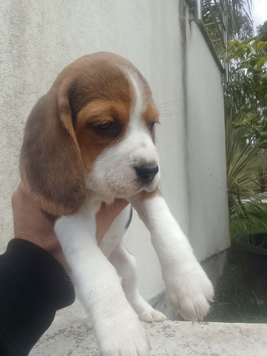 Beagle tricolor puro