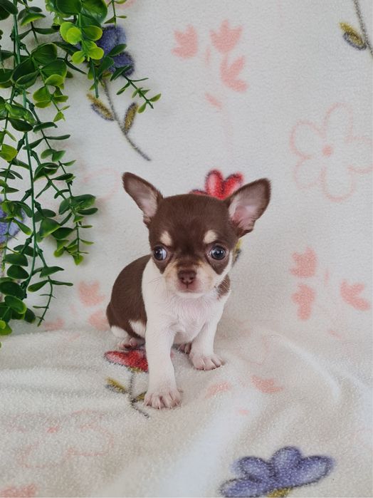 Excecional menina mini mini Chihuahua/Chiuaua,LinhagemRussa de Qualidd