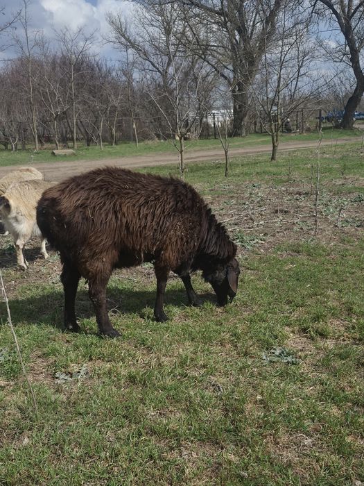 Продам барана курдючий  племенной