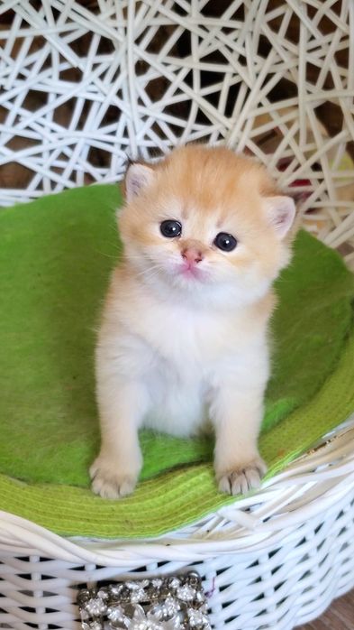 Ласковые лапули, ручные котята золотая шиншилла