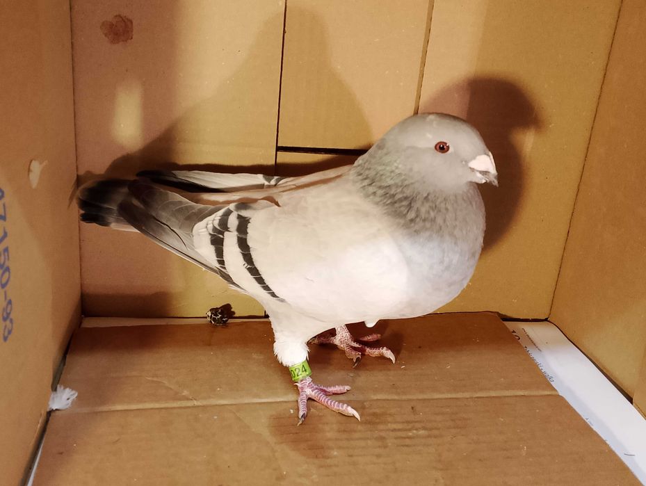 Polski pocztowy wystawowy standard