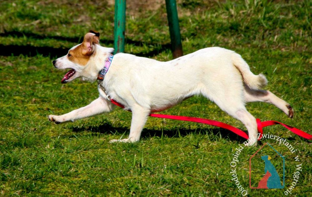 Młoda mała sunia Klarcia szuka domu!