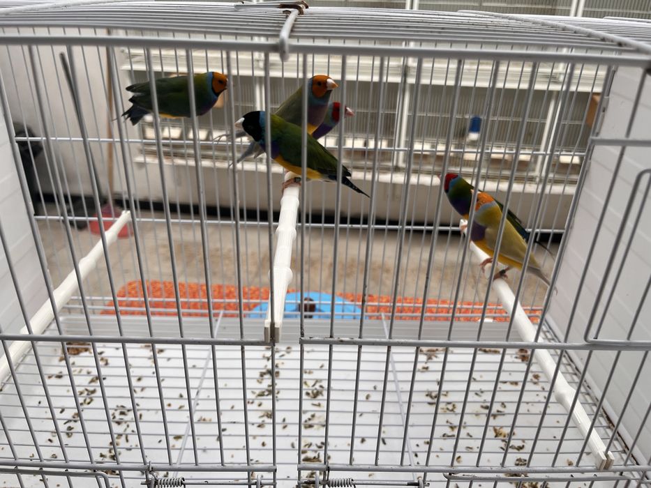 Diamantes de Gould
