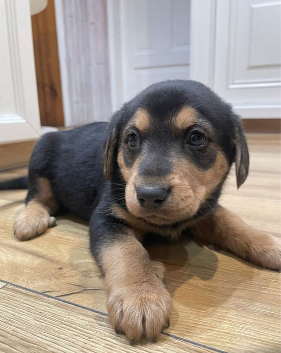 Oddam szczeniaki w dobre ręce