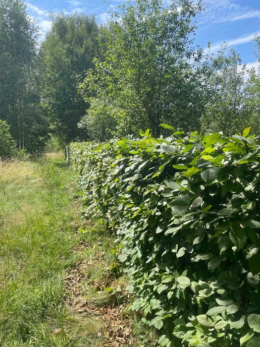 Sadzonki grabu na żywopłot