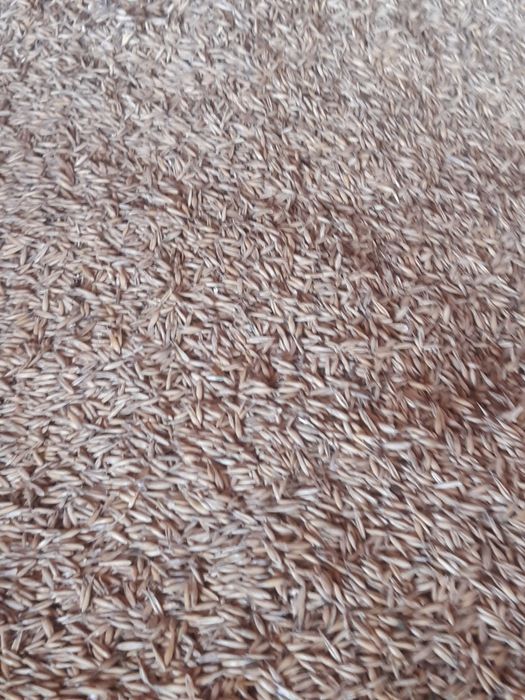 Sprzedam Owies Pablo