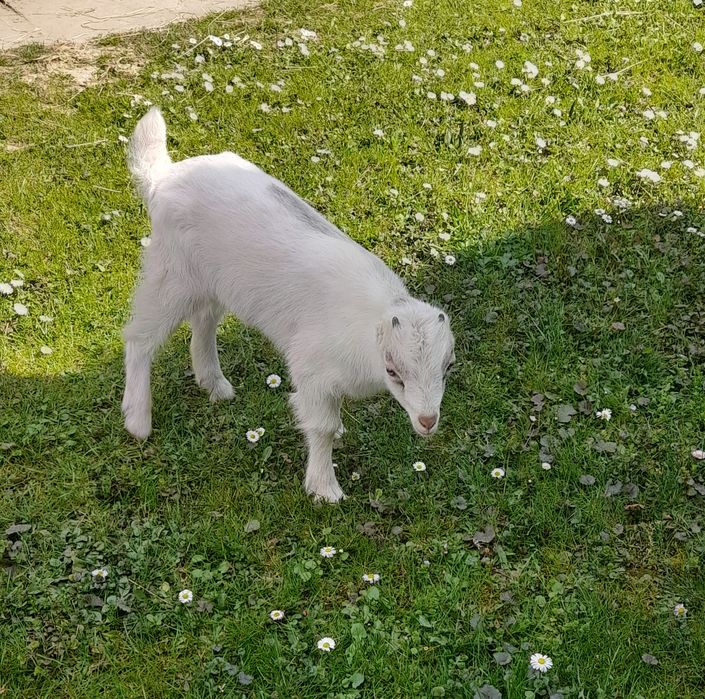 Козлик ламанчі!.