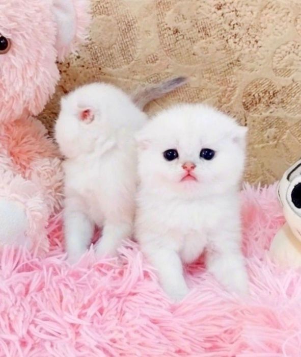 Срібні шиншили хлопчики красунчики шотландики