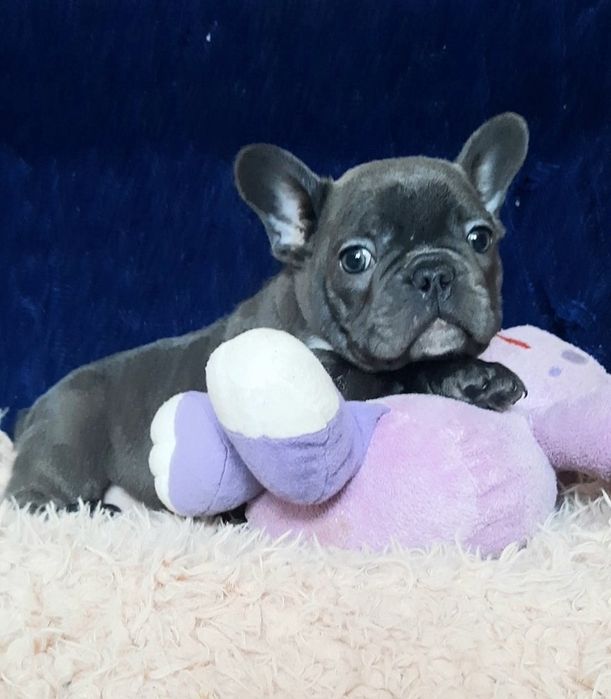 девочки французского бульдога