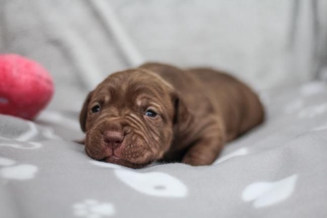 American Bandog Prawdziwe Pochodzenie nie:  ( Pitbull/ Cane corso/Mastino/Dog argentyński)