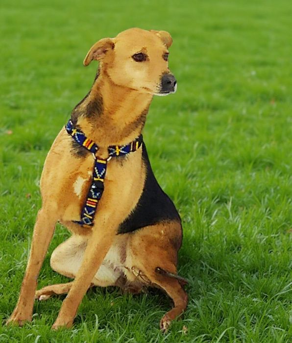 Sunia po przejściach szuka domku.