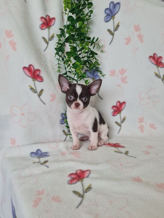 Excecional mini menino Chihuahua/Chiuaua cabeça de maça. de Qualidd