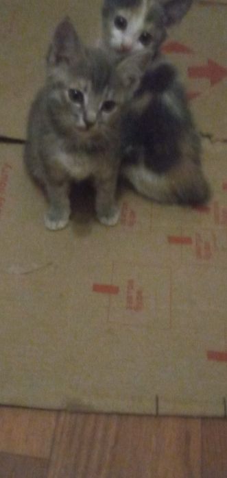Отдам котят две девочки бесплатно