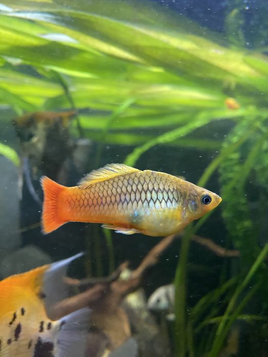 Zmienniak wielobarwny Variatus Multicolor- Platka Łódź Polesie • OLX.pl