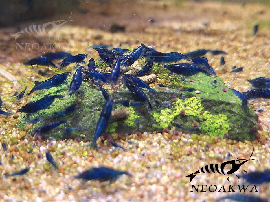 Krewetki BLUE Velvet