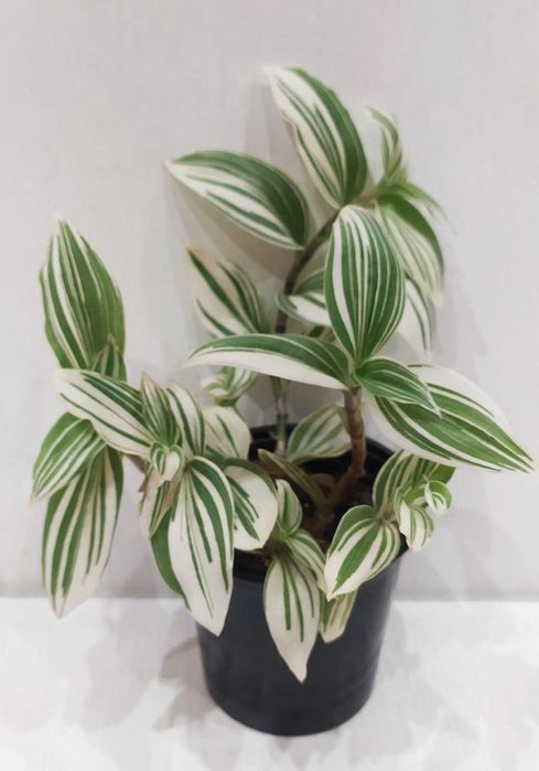 Традесканция комнатная